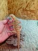 Farb Bartagame Jungtiere